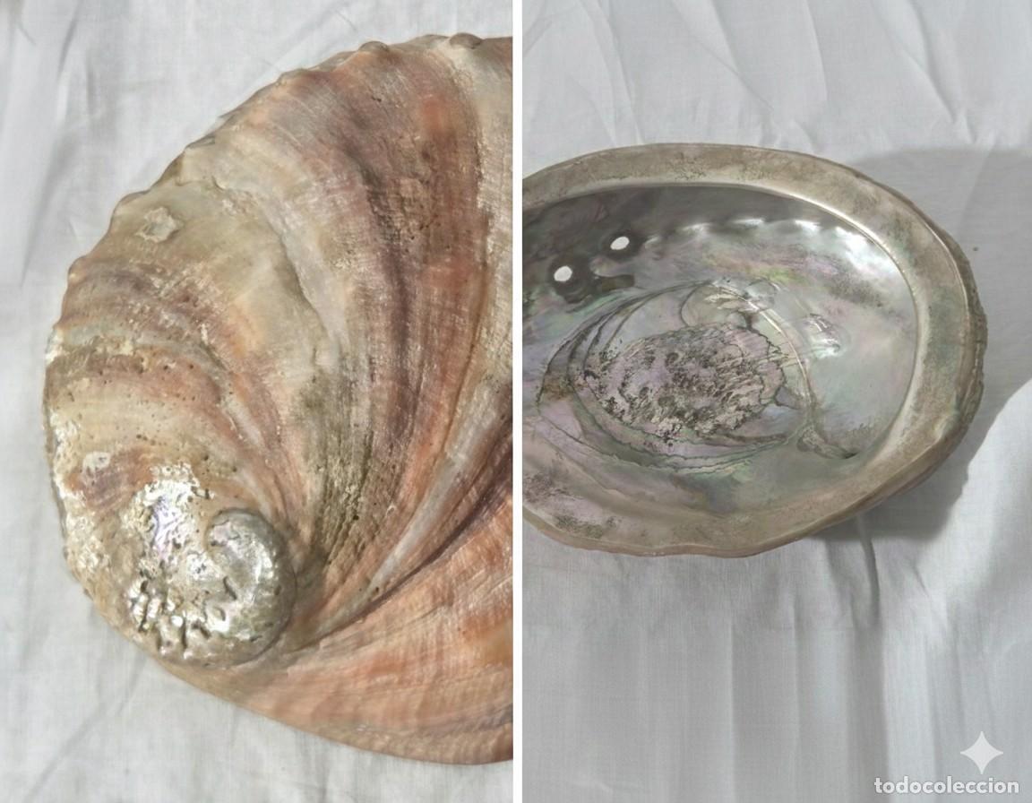 Coleccionismo de moluscos: Concha de nacar oreja de mar Haliotis - Foto 1