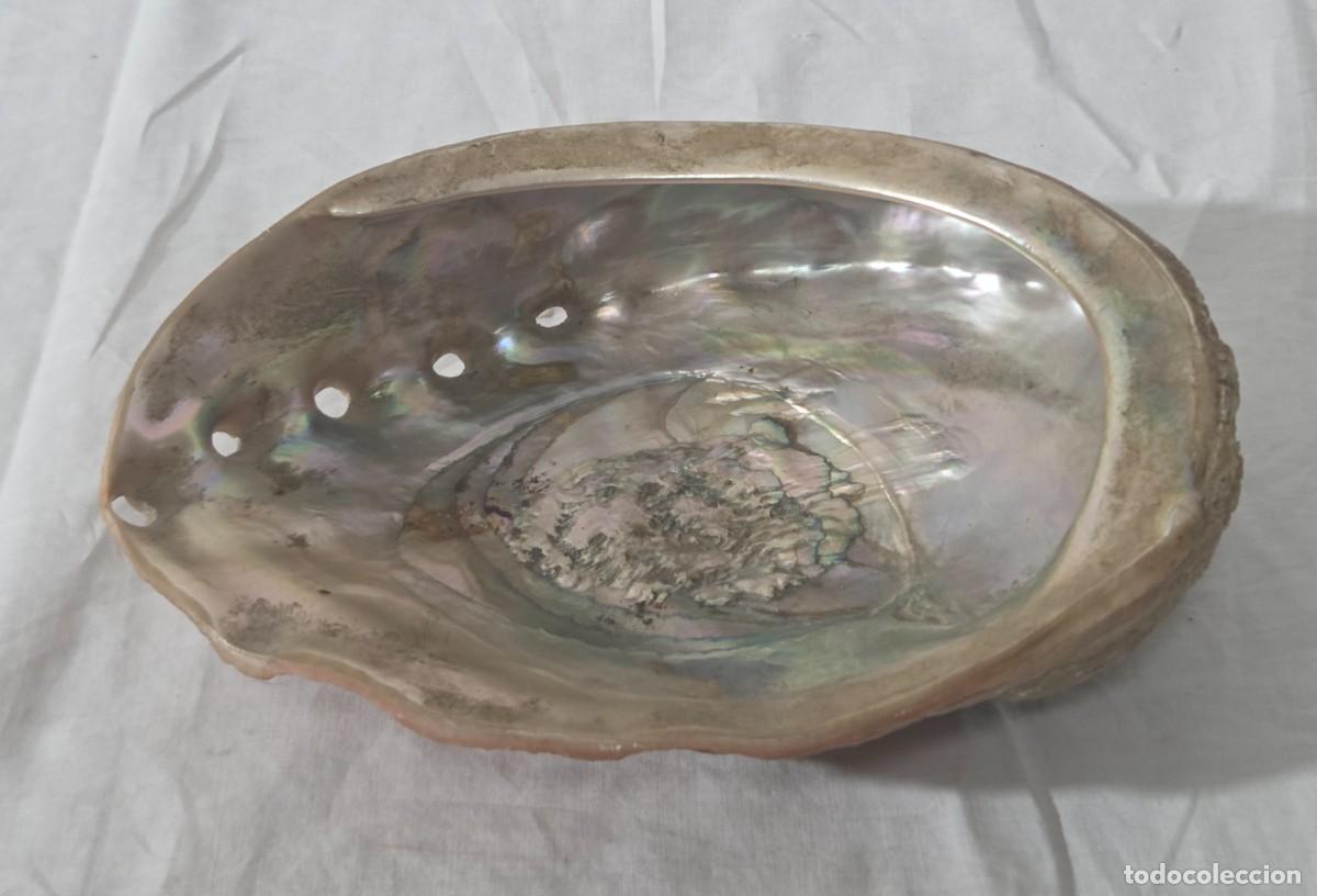 Coleccionismo de moluscos: Concha de nacar oreja de mar Haliotis - Foto 2