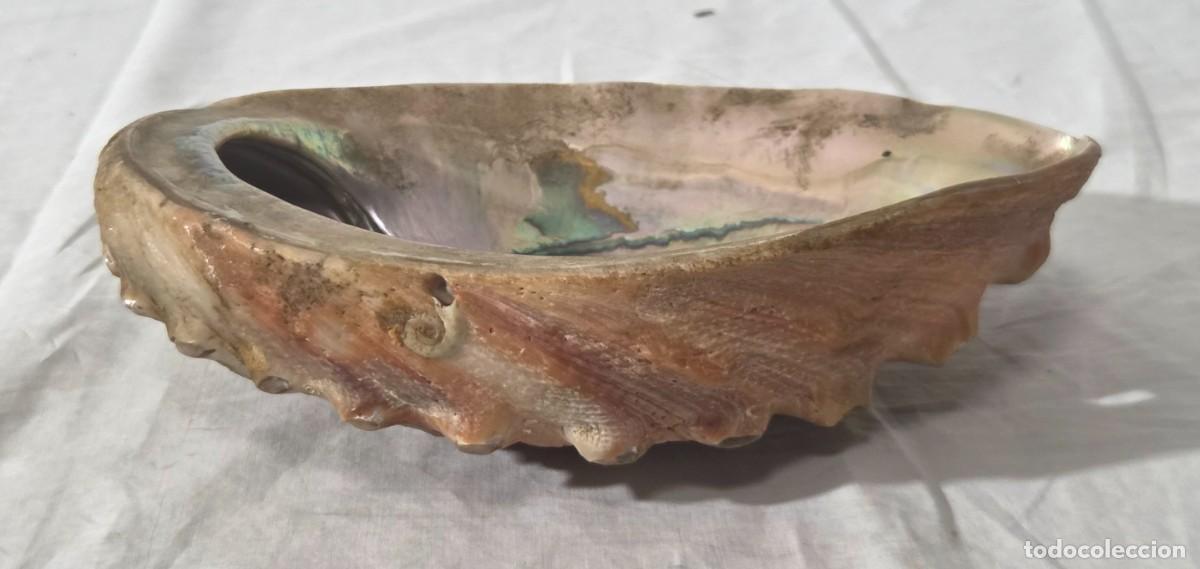 Coleccionismo de moluscos: Concha de nacar oreja de mar Haliotis - Foto 7