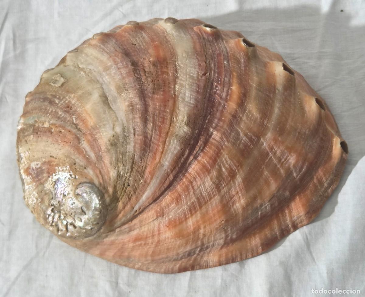Coleccionismo de moluscos: Concha de nacar oreja de mar Haliotis - Foto 11