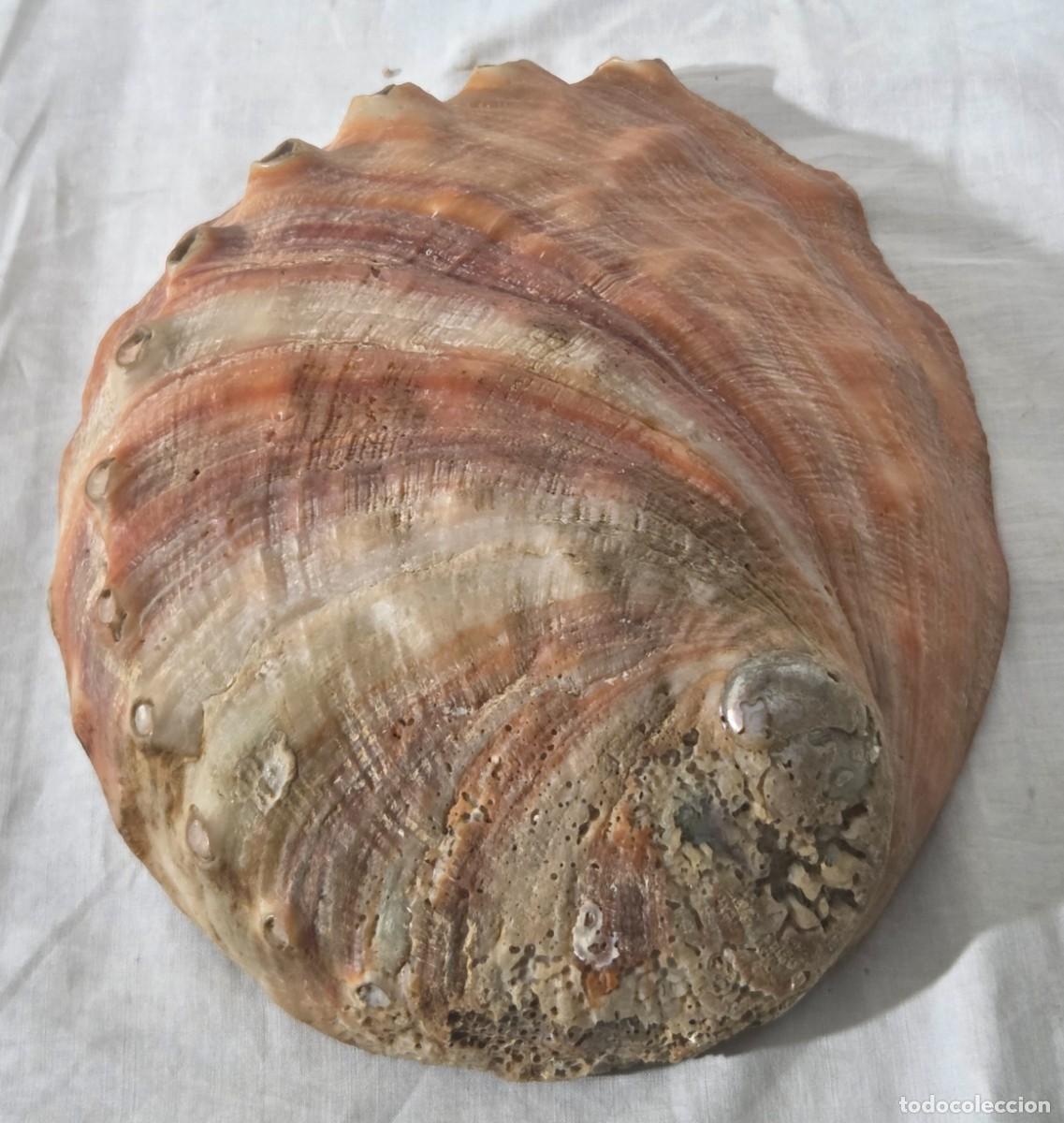Coleccionismo de moluscos: Concha de nacar oreja de mar Haliotis - Foto 12