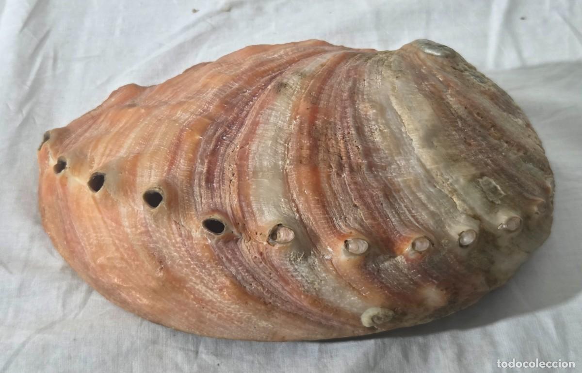 Coleccionismo de moluscos: Concha de nacar oreja de mar Haliotis - Foto 13