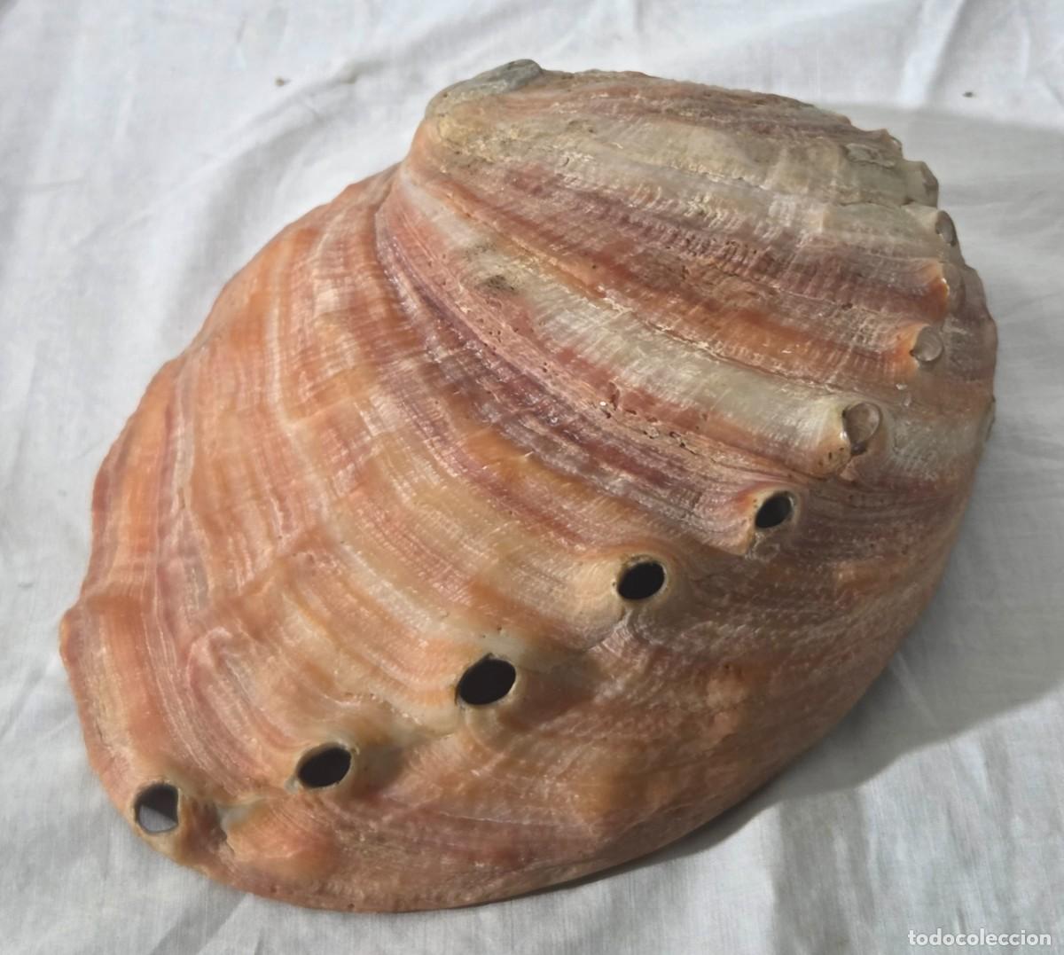 Coleccionismo de moluscos: Concha de nacar oreja de mar Haliotis - Foto 14