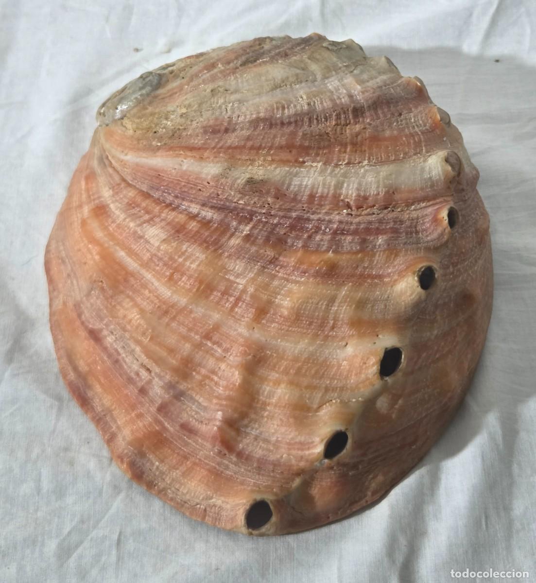 Coleccionismo de moluscos: Concha de nacar oreja de mar Haliotis - Foto 15