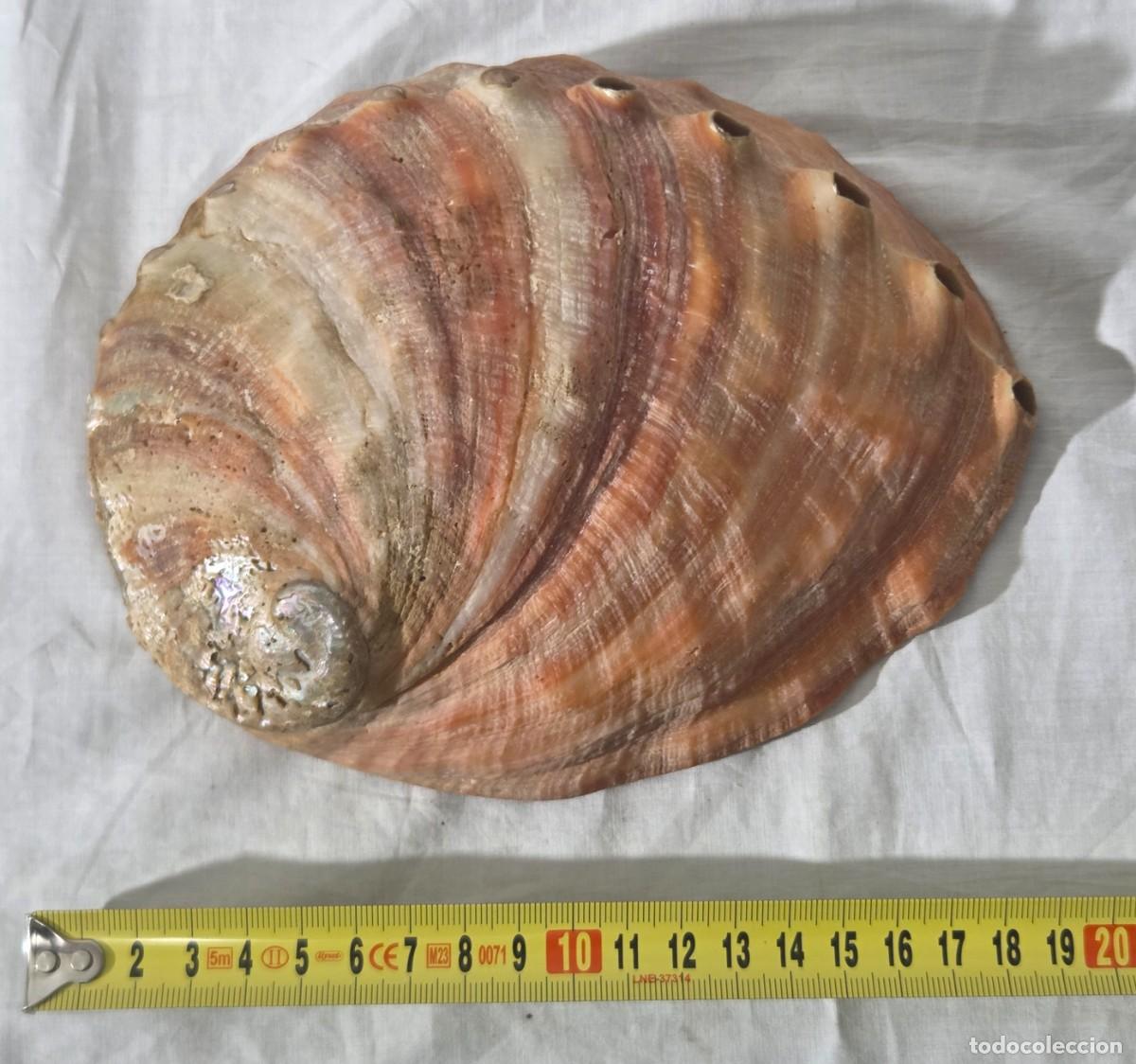 Coleccionismo de moluscos: Concha de nacar oreja de mar Haliotis - Foto 16