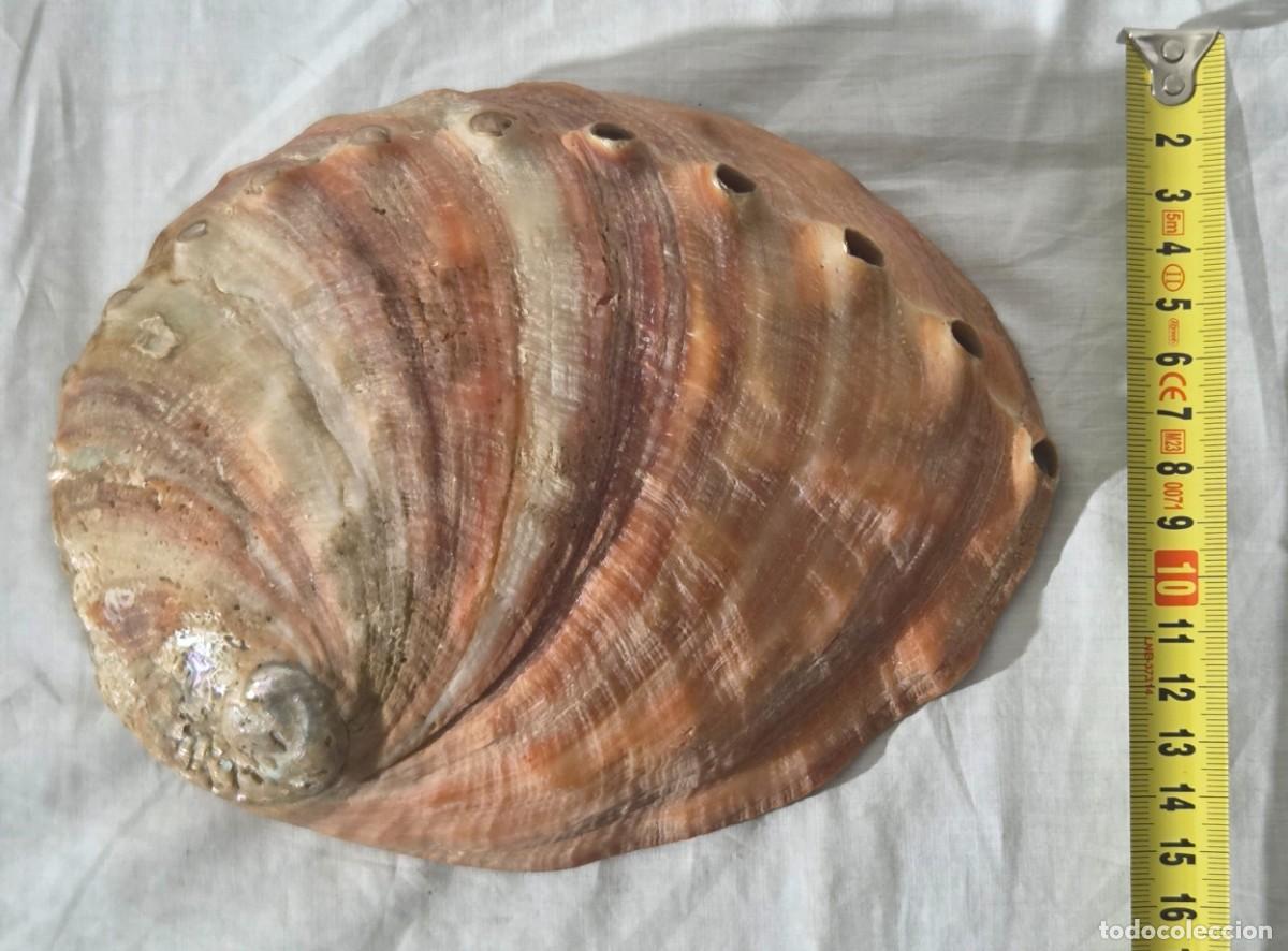 Coleccionismo de moluscos: Concha de nacar oreja de mar Haliotis - Foto 17