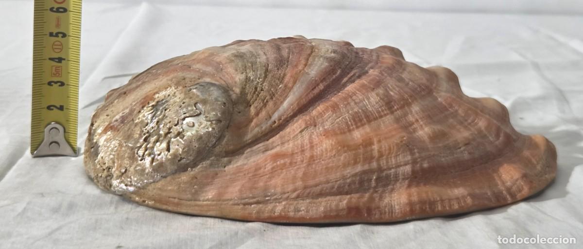 Coleccionismo de moluscos: Concha de nacar oreja de mar Haliotis - Foto 18