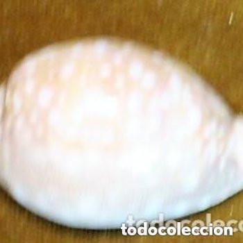 Coleccionismo de moluscos: Lyncina camelopardalis, - Foto 1