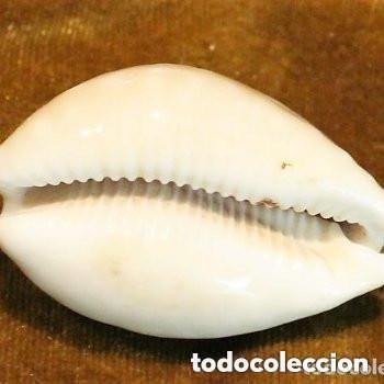 Coleccionismo de moluscos: Lyncina camelopardalis, - Foto 2