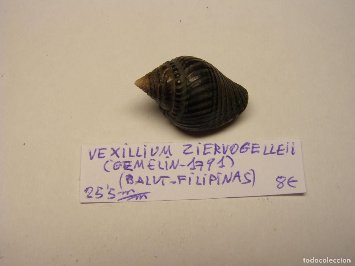 Coleccionismo de moluscos: Caracol snail shell vexillum ziervogelleii. Filipinas.