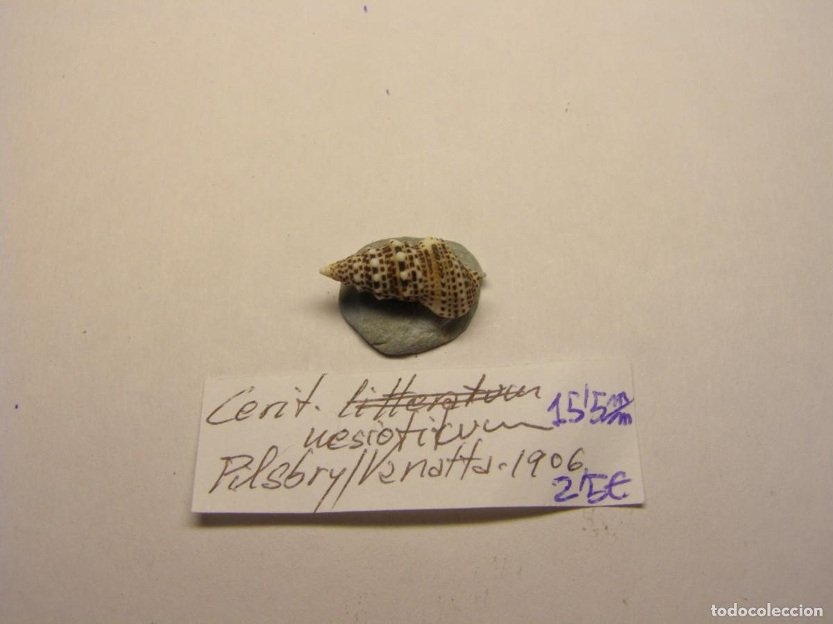 Coleccionismo de moluscos: Caracol snail shell cerithium nesioticum. - Foto 1