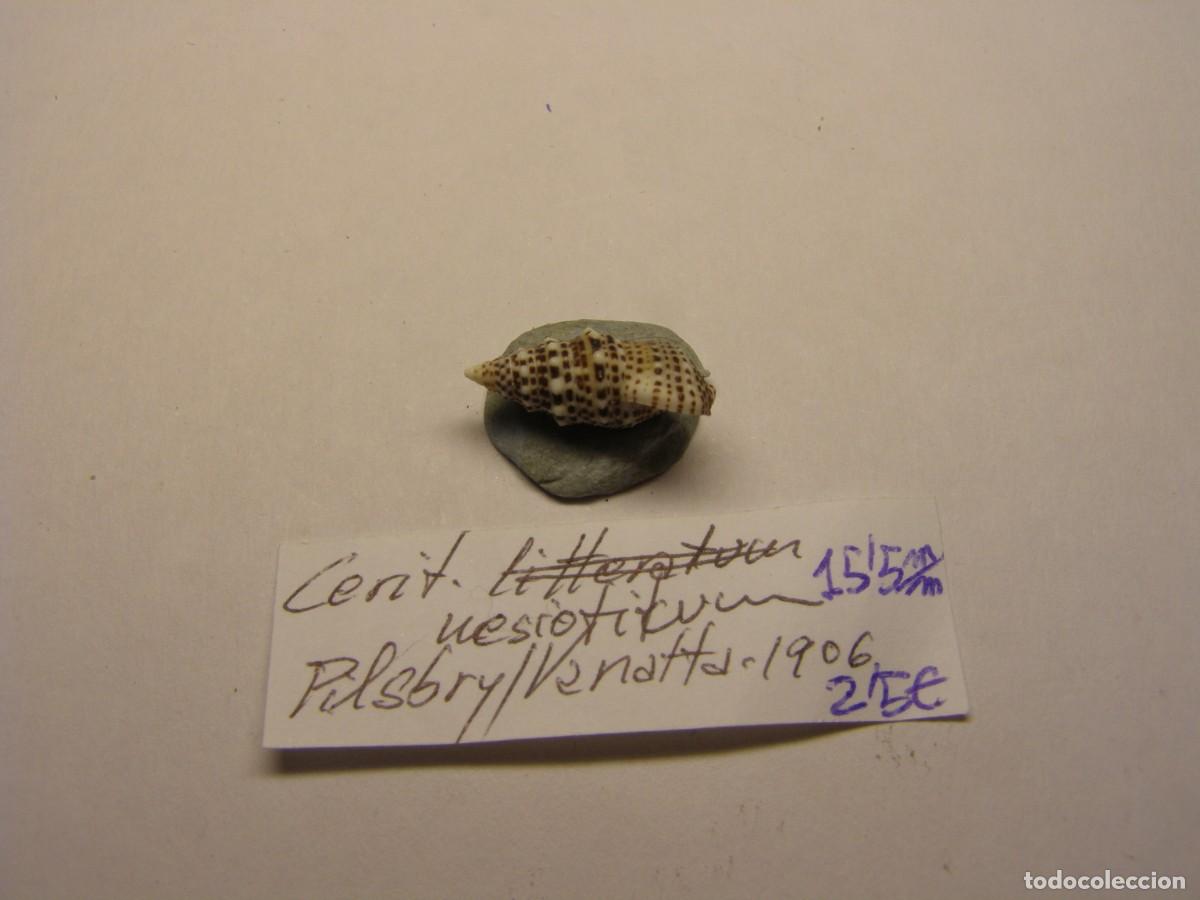 Coleccionismo de moluscos: Caracol snail shell cerithium nesioticum. - Foto 2