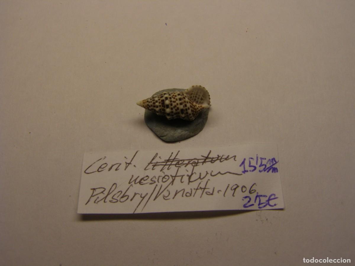Coleccionismo de moluscos: Caracol snail shell cerithium nesioticum. - Foto 3