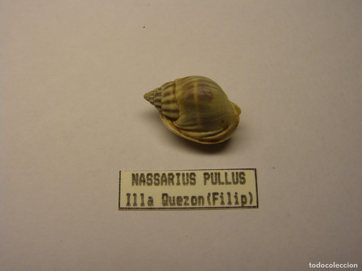 Coleccionismo de moluscos: Caracol snail shell nassarius pullus. Filipinas. - Foto 1