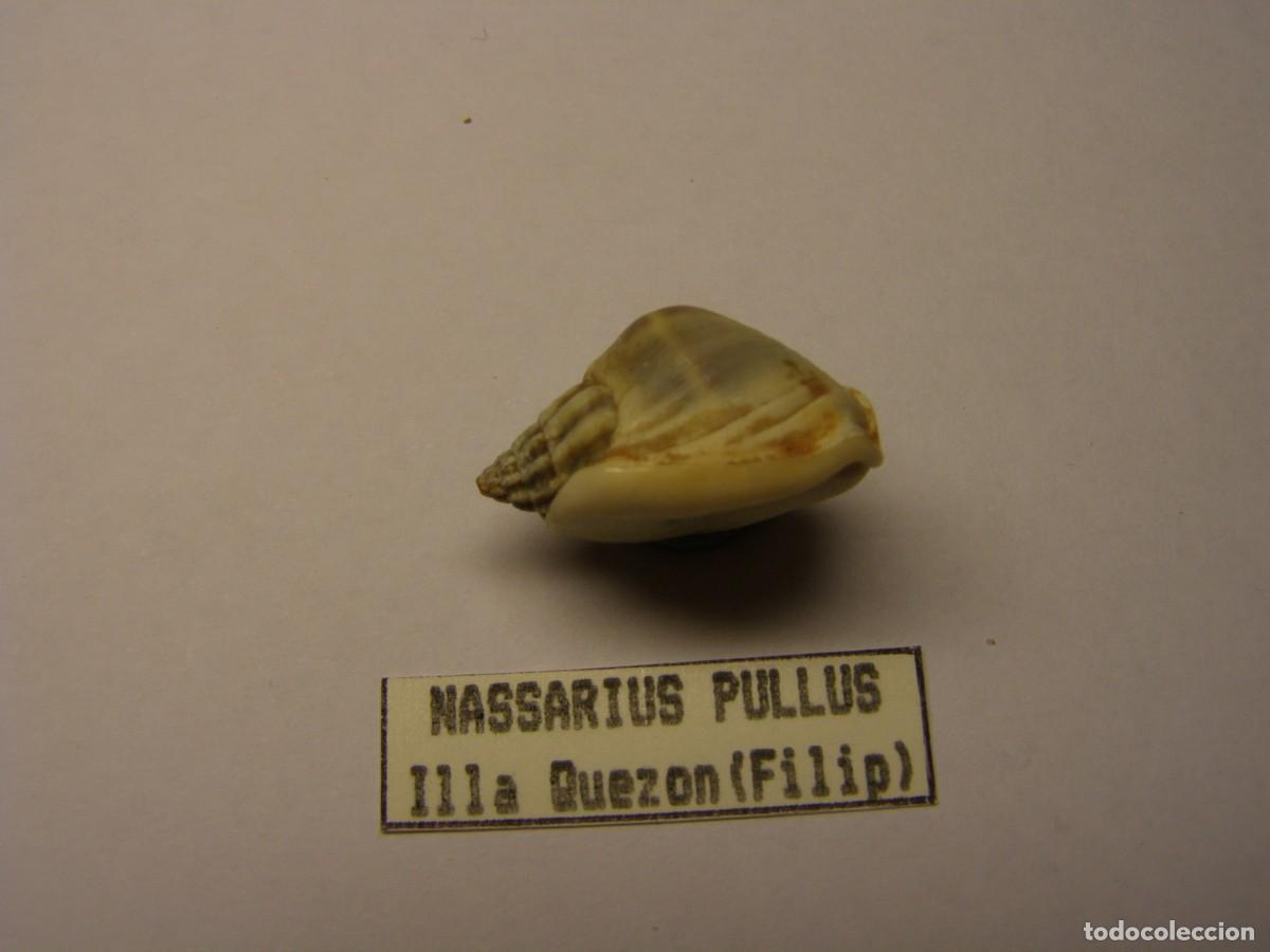 Coleccionismo de moluscos: Caracol snail shell nassarius pullus. Filipinas. - Foto 2