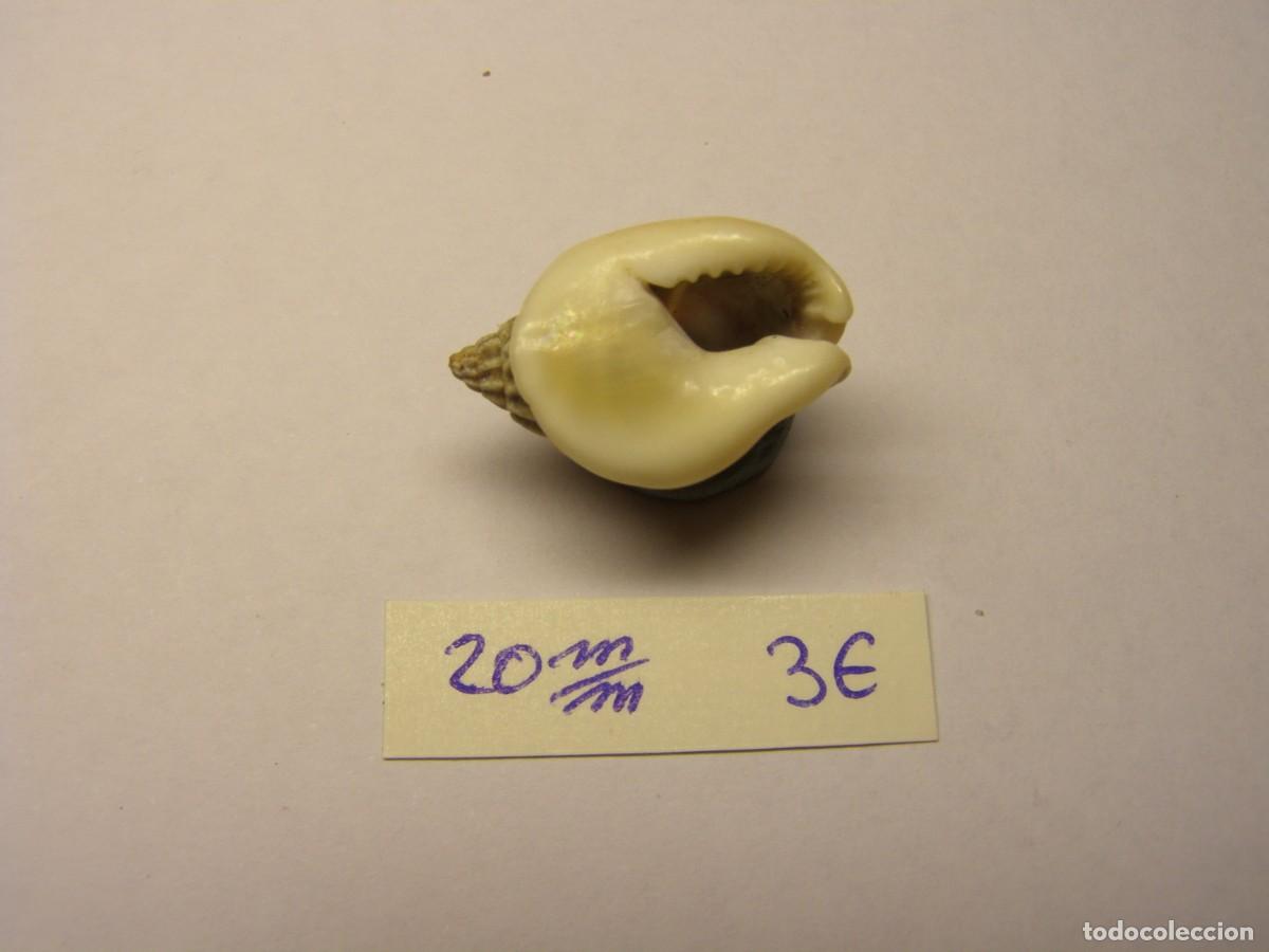 Coleccionismo de moluscos: Caracol snail shell nassarius pullus. Filipinas. - Foto 3