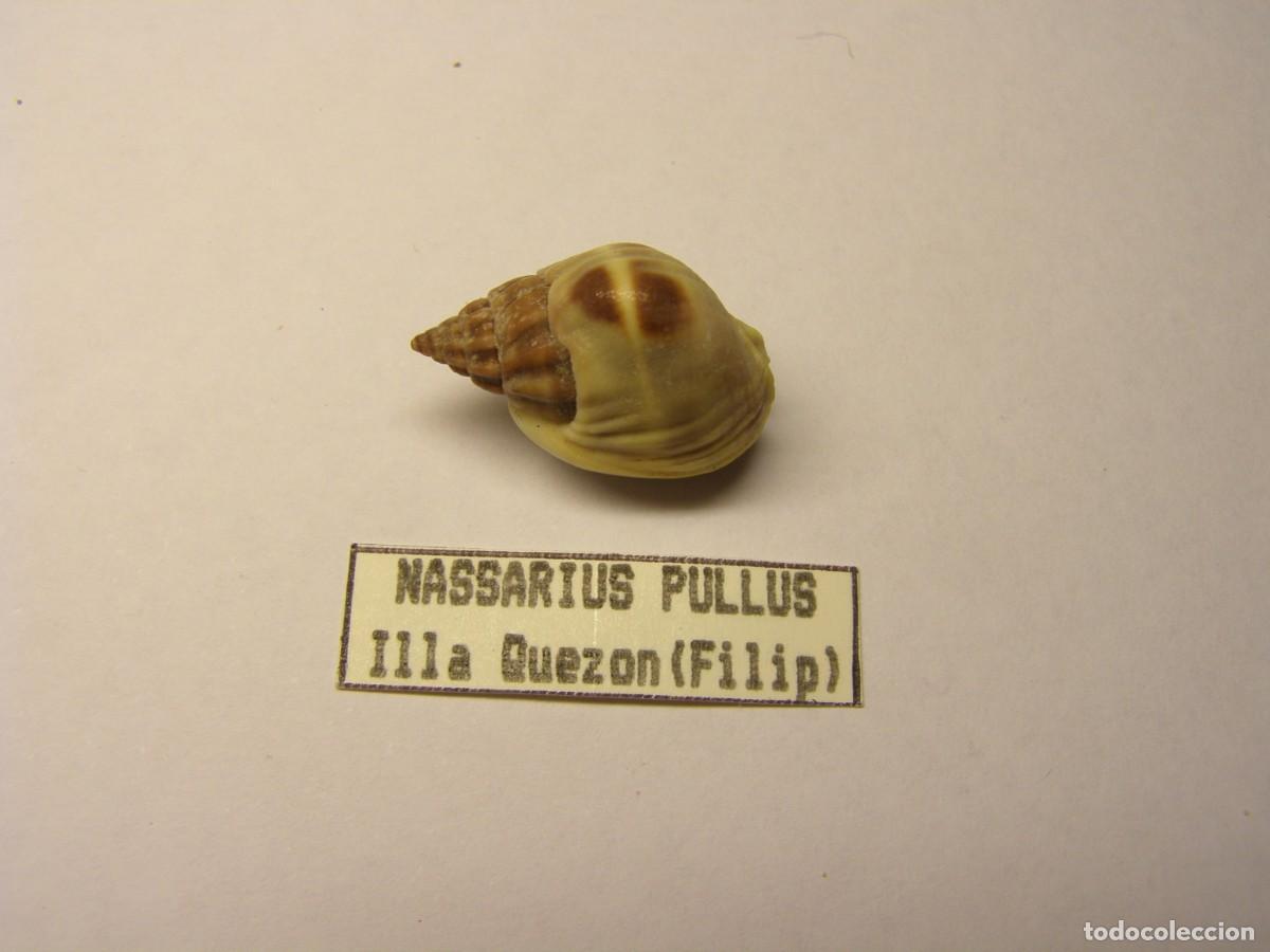 Coleccionismo de moluscos: Caracol snail shell nassarius pullus. Filipinas. - Foto 1