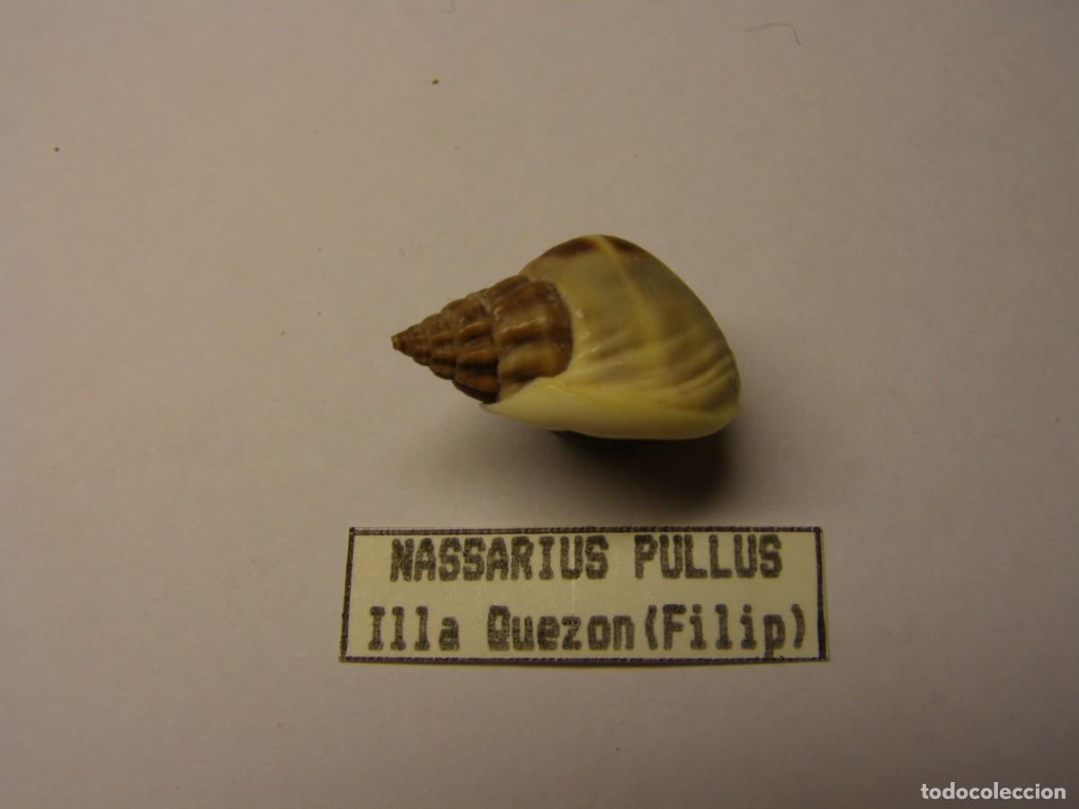Coleccionismo de moluscos: Caracol snail shell nassarius pullus. Filipinas. - Foto 2