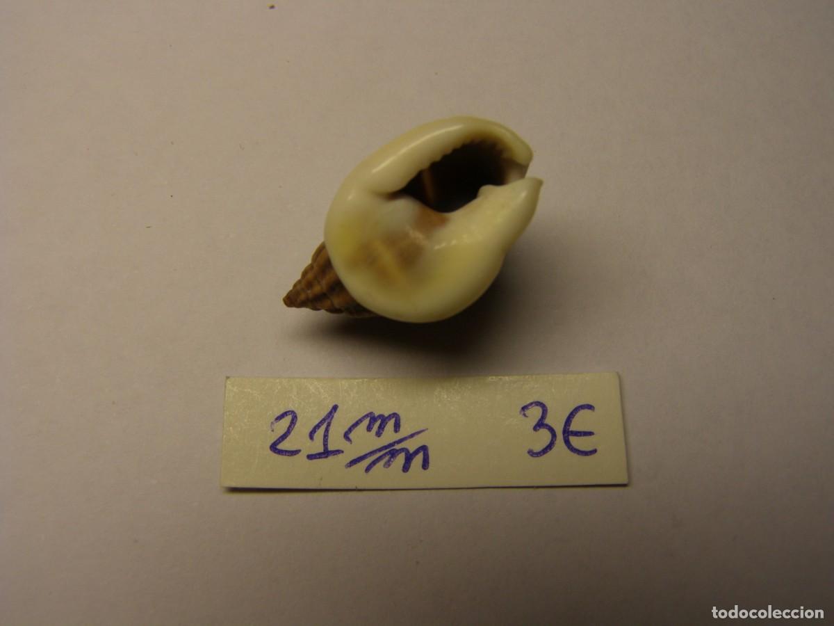 Coleccionismo de moluscos: Caracol snail shell nassarius pullus. Filipinas. - Foto 3