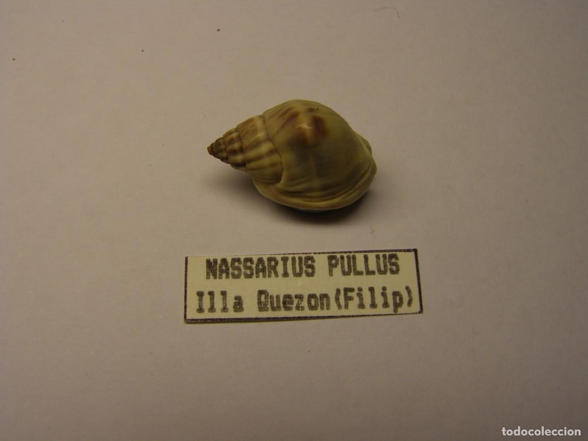 Coleccionismo de moluscos: Caracol snail shell nassarius pullus. Filipinas. - Foto 1
