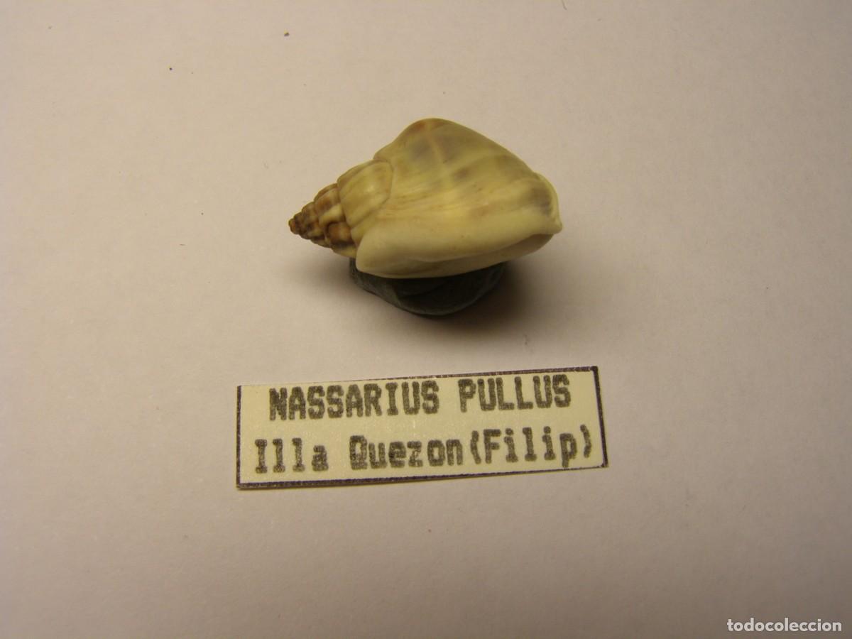 Coleccionismo de moluscos: Caracol snail shell nassarius pullus. Filipinas. - Foto 2