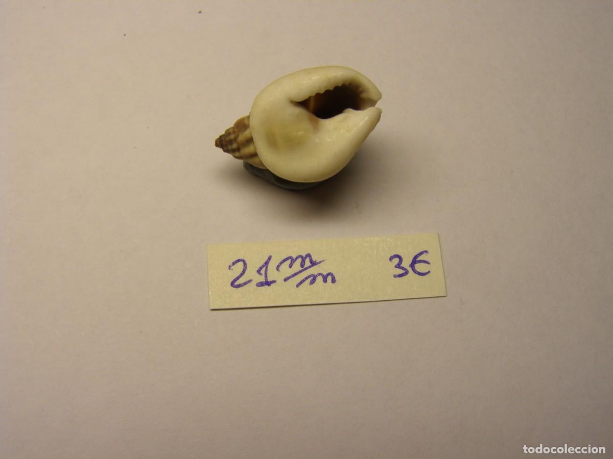 Coleccionismo de moluscos: Caracol snail shell nassarius pullus. Filipinas. - Foto 3