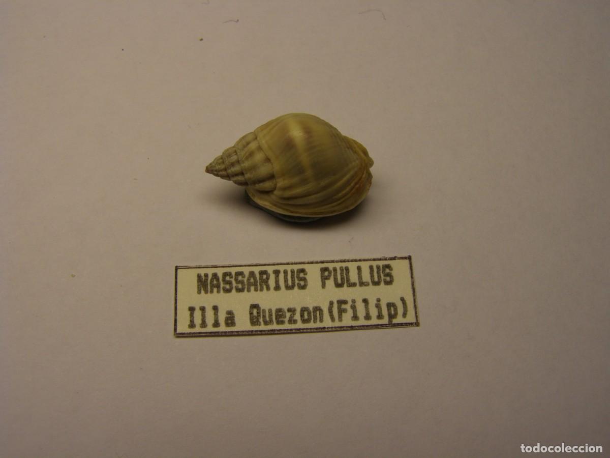 Coleccionismo de moluscos: Caracol snail shell nassarius pullus. Filipinas. - Foto 1