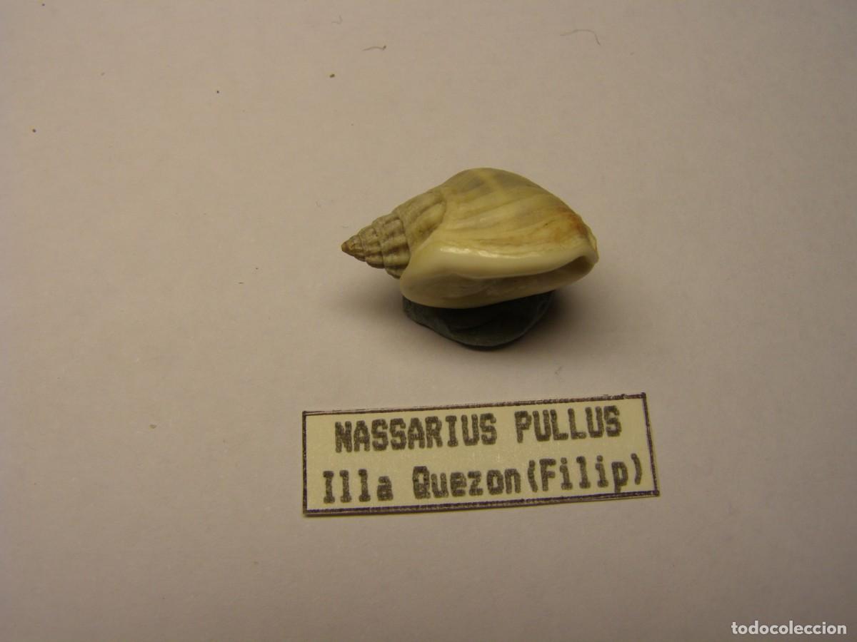 Coleccionismo de moluscos: Caracol snail shell nassarius pullus. Filipinas. - Foto 2