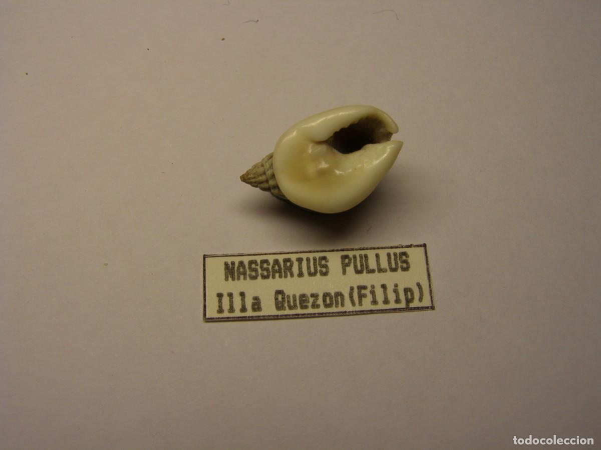 Coleccionismo de moluscos: Caracol snail shell nassarius pullus. Filipinas. - Foto 3