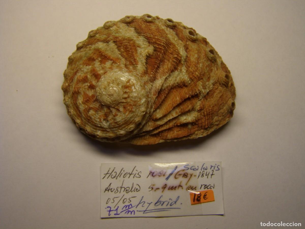 Coleccionismo de moluscos: Caracol snail shell haliotis scalaris. Australia.