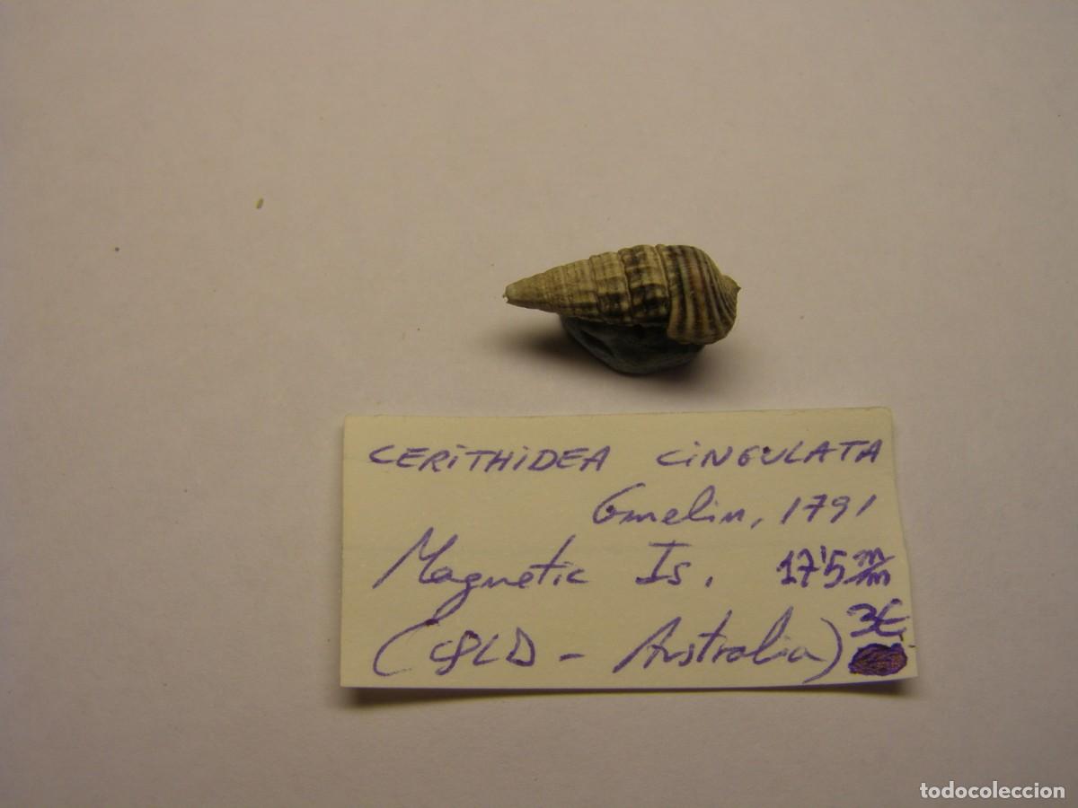 Coleccionismo de moluscos: Caracol snail shell cerithidea cingulata. Australia. - Foto 1