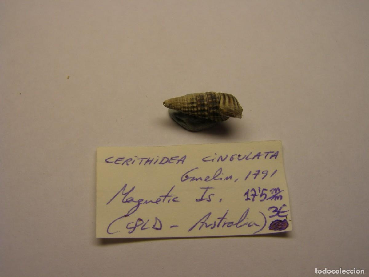 Coleccionismo de moluscos: Caracol snail shell cerithidea cingulata. Australia. - Foto 2