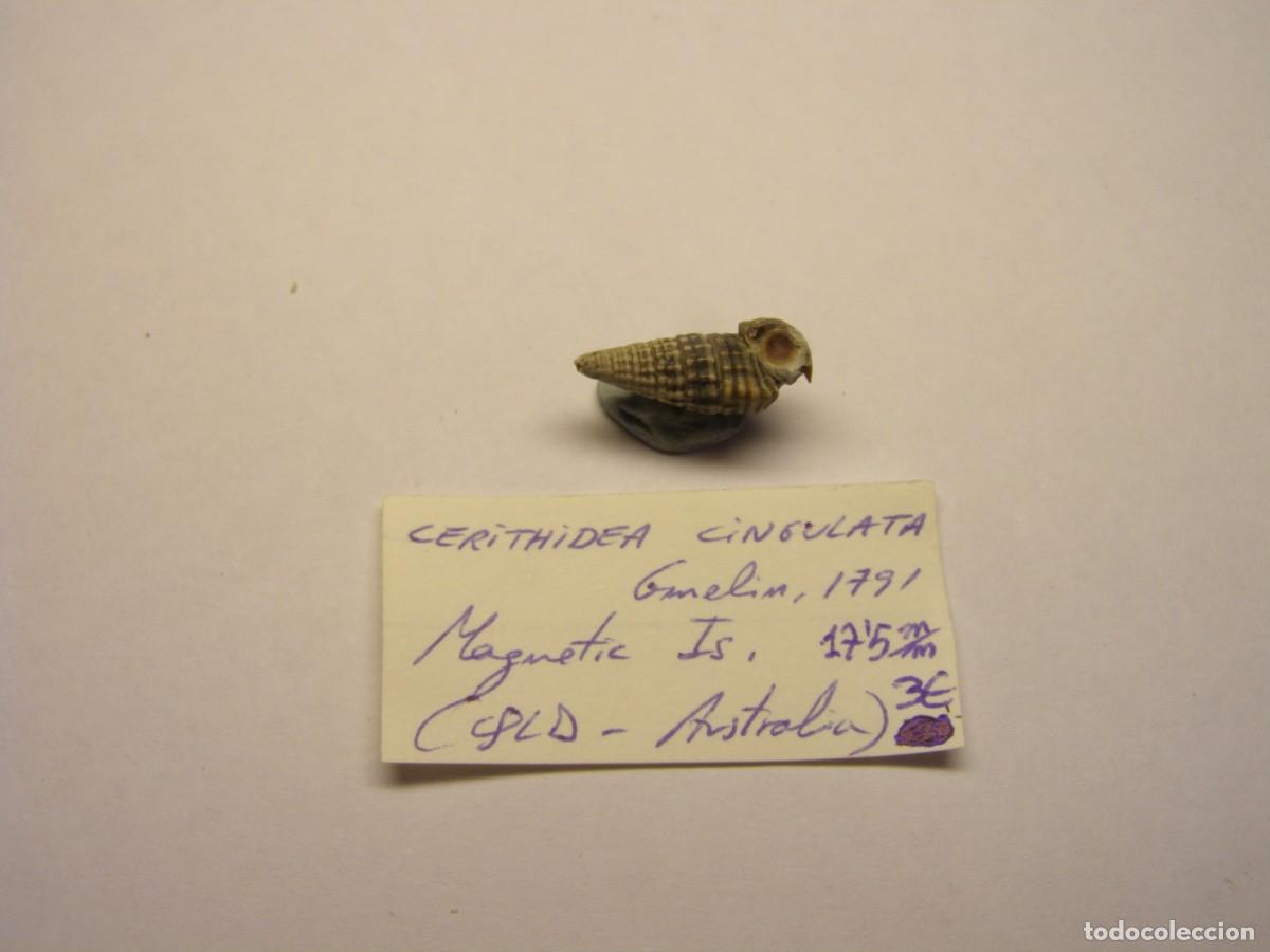 Coleccionismo de moluscos: Caracol snail shell cerithidea cingulata. Australia. - Foto 3