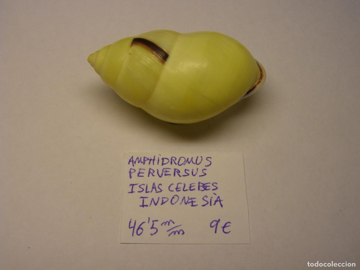 Coleccionismo de moluscos: Cracol snail shell amphidromus perversus. Indonesia. - Foto 1