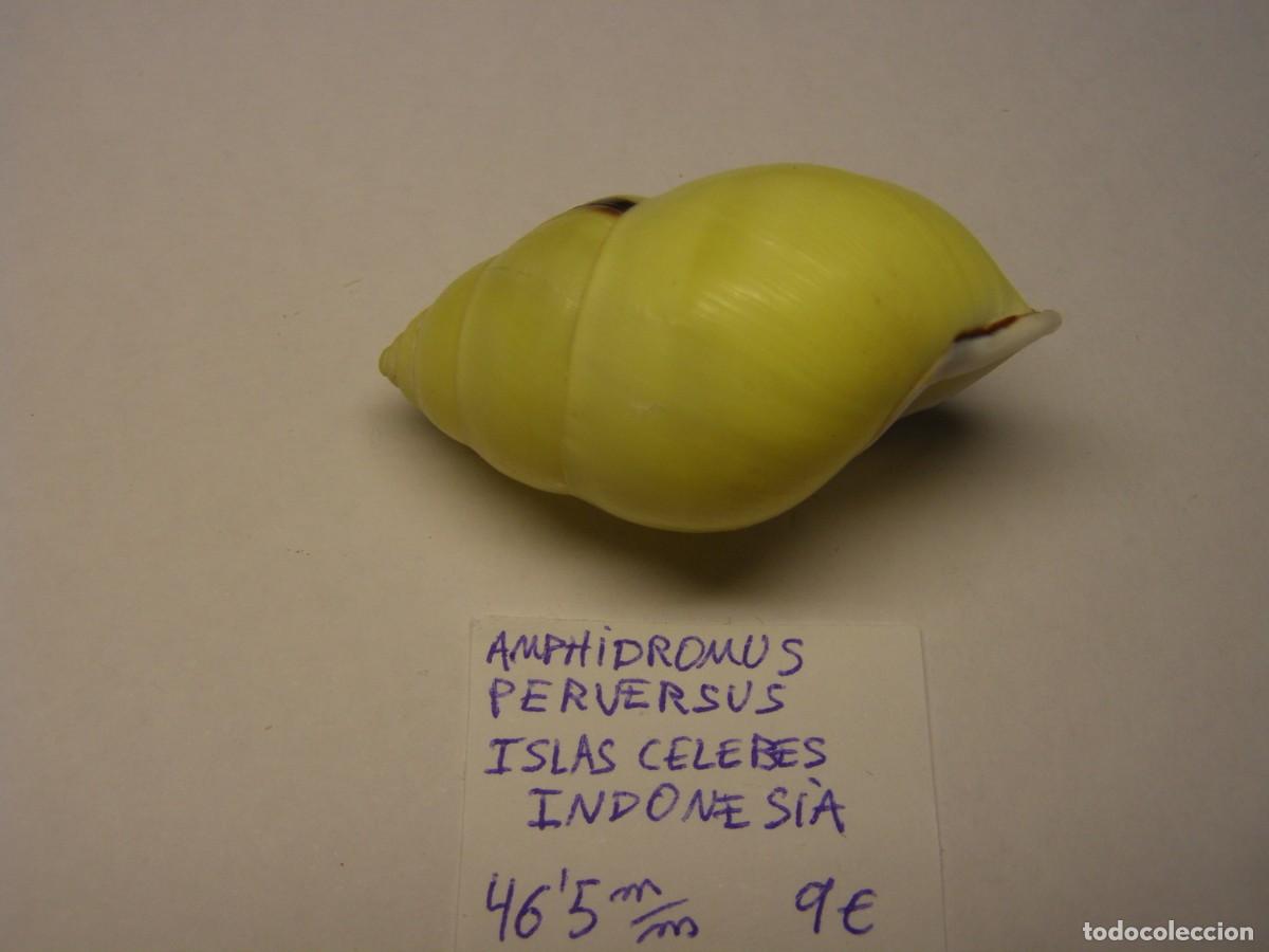 Coleccionismo de moluscos: Cracol snail shell amphidromus perversus. Indonesia. - Foto 2