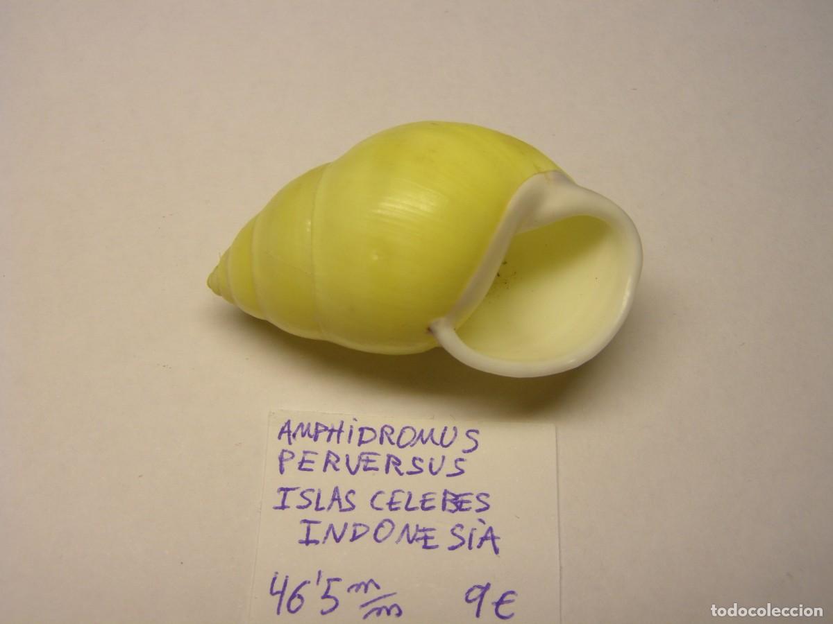 Coleccionismo de moluscos: Cracol snail shell amphidromus perversus. Indonesia. - Foto 3