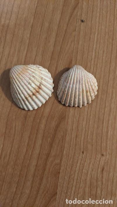 Coleccionismo de moluscos: LOTE DE DOS CONCHAS MARINAS - Foto 1