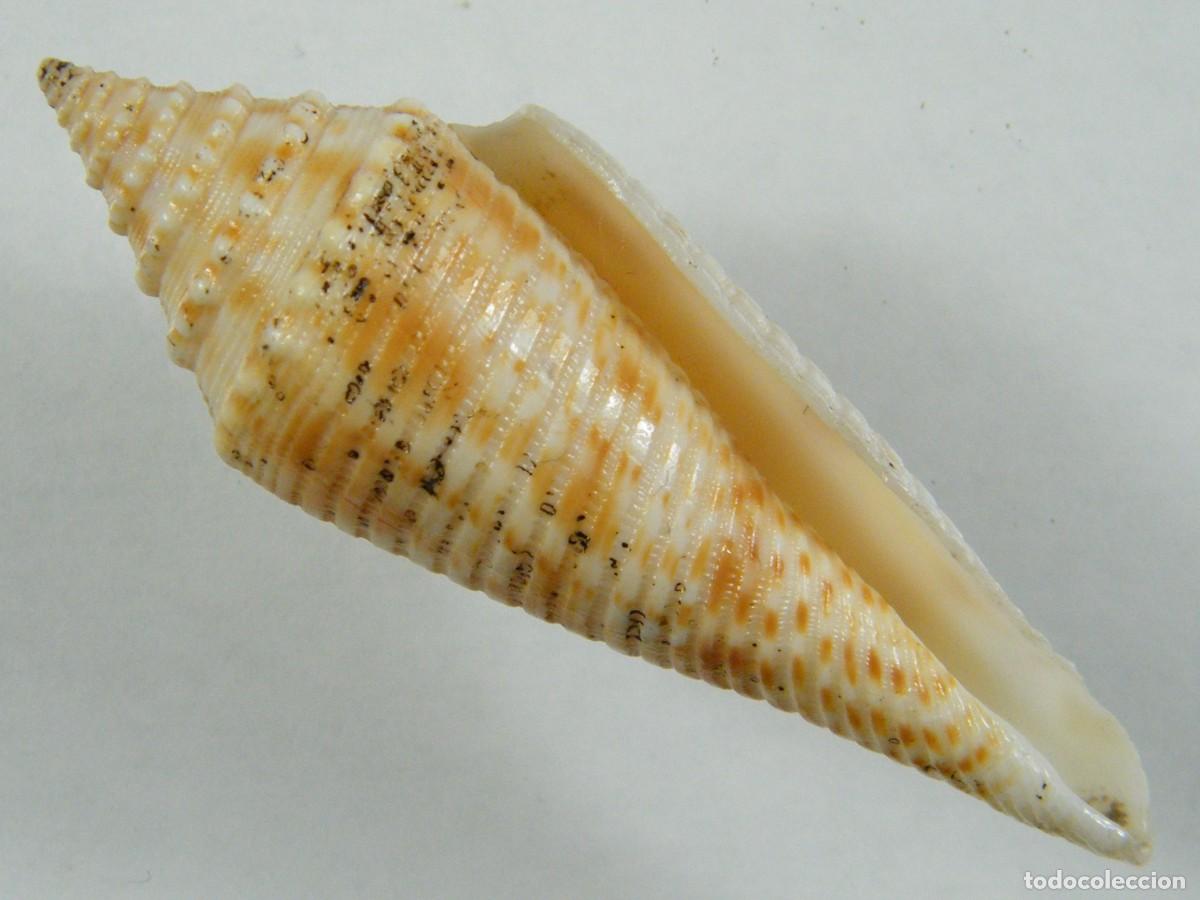 Coleccionismo de moluscos: #35158 Conus orbignyi, Taiwan. - Foto 1
