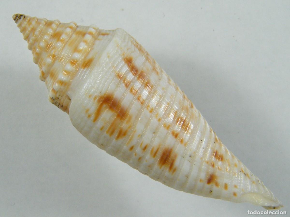 Coleccionismo de moluscos: #35158 Conus orbignyi, Taiwan. - Foto 2