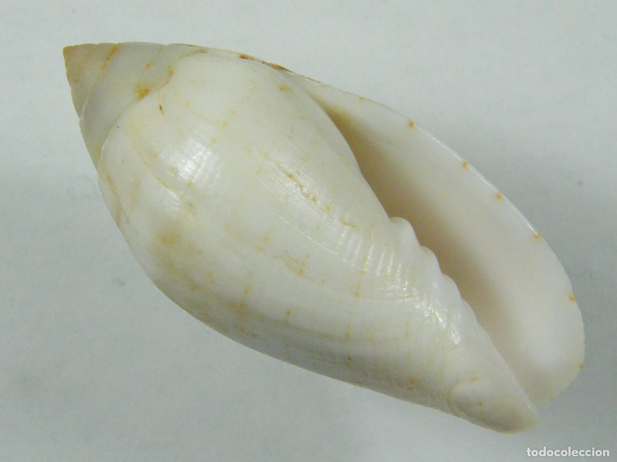 Coleccionismo de moluscos: #35134 Mitra nucea, Kenya. - Foto 1