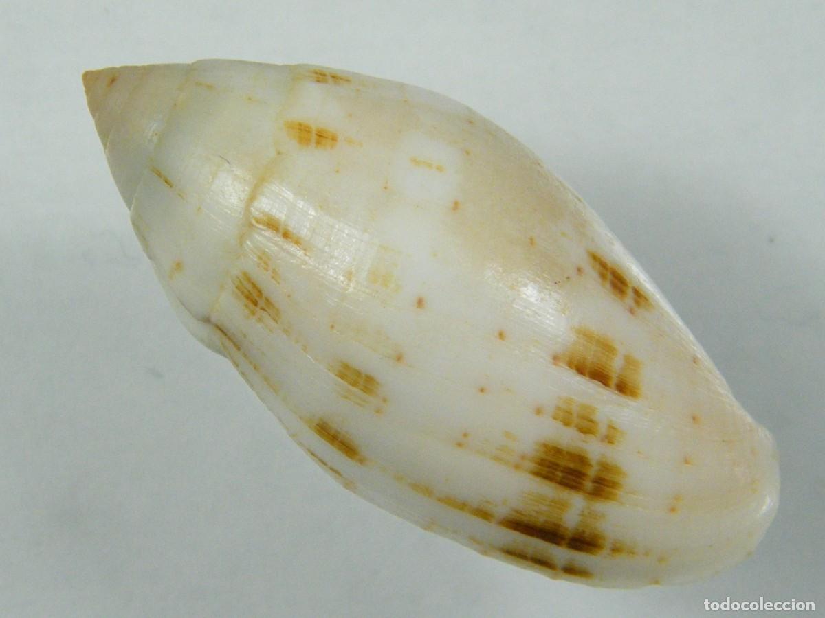 Coleccionismo de moluscos: #35134 Mitra nucea, Kenya. - Foto 2