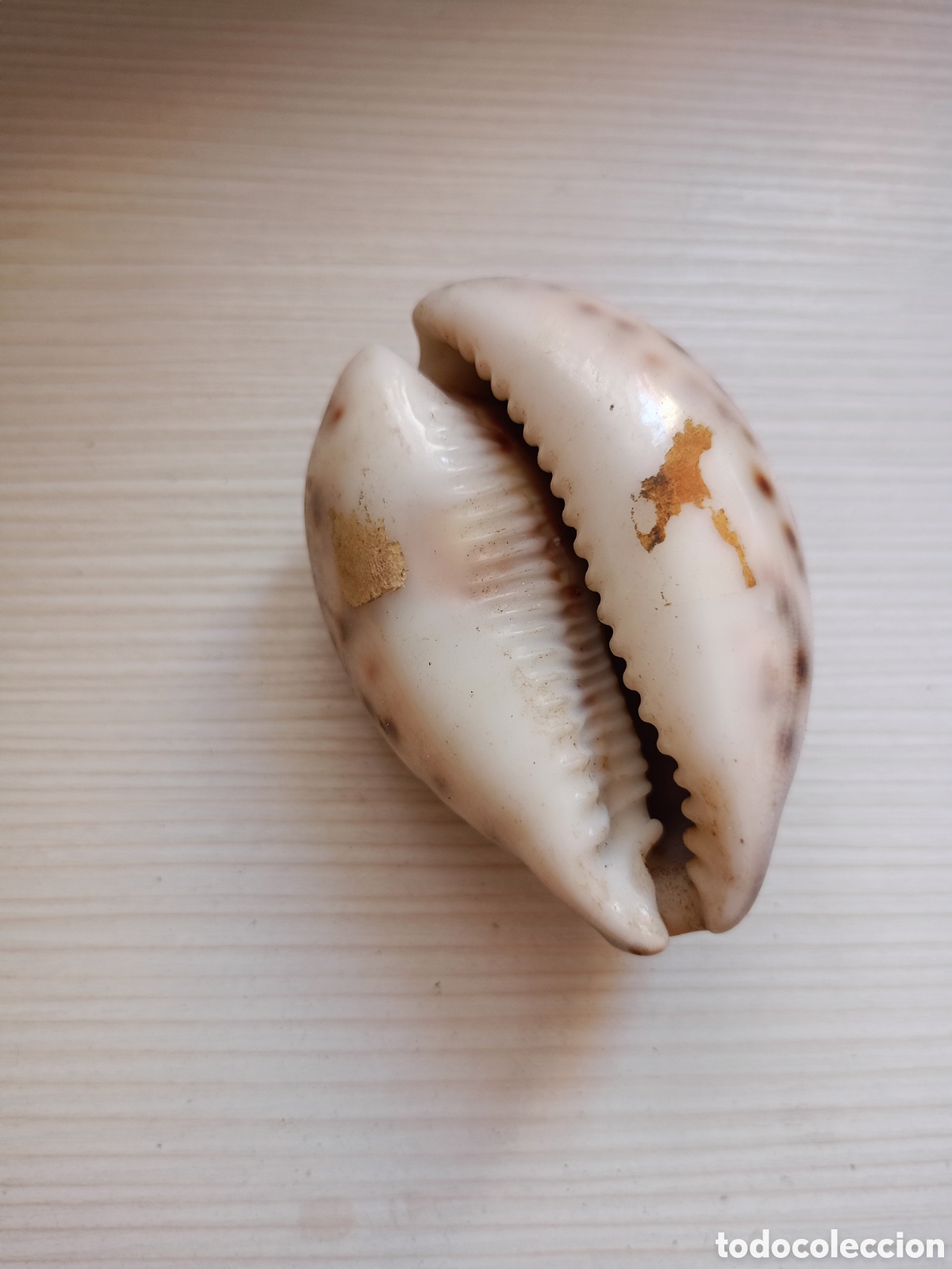Coleccionismo de moluscos: concha de cauri Cypraea Tigris - Foto 2