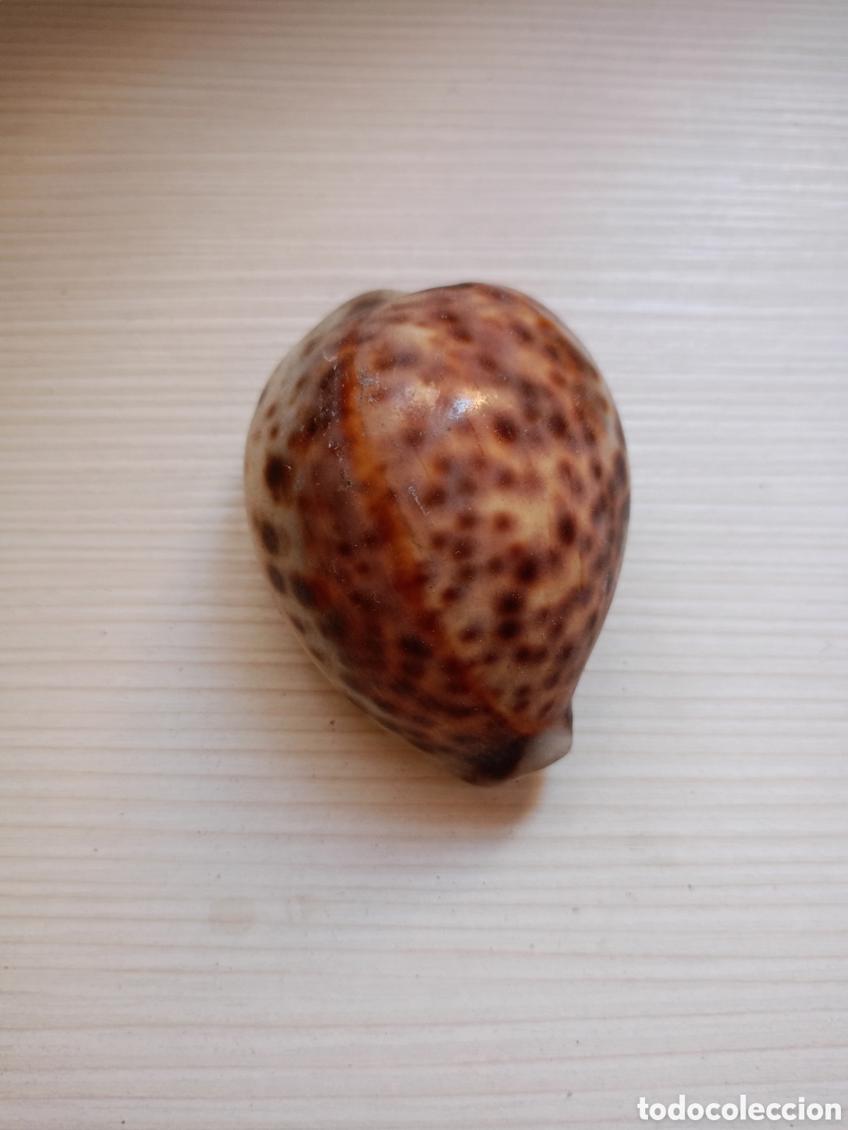 Coleccionismo de moluscos: concha de cauri Cypraea Tigris - Foto 1