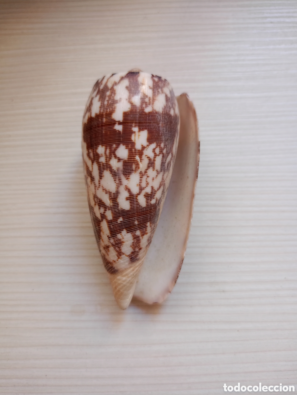 Coleccionismo de moluscos: Conus monachus molusco caracola - Foto 2