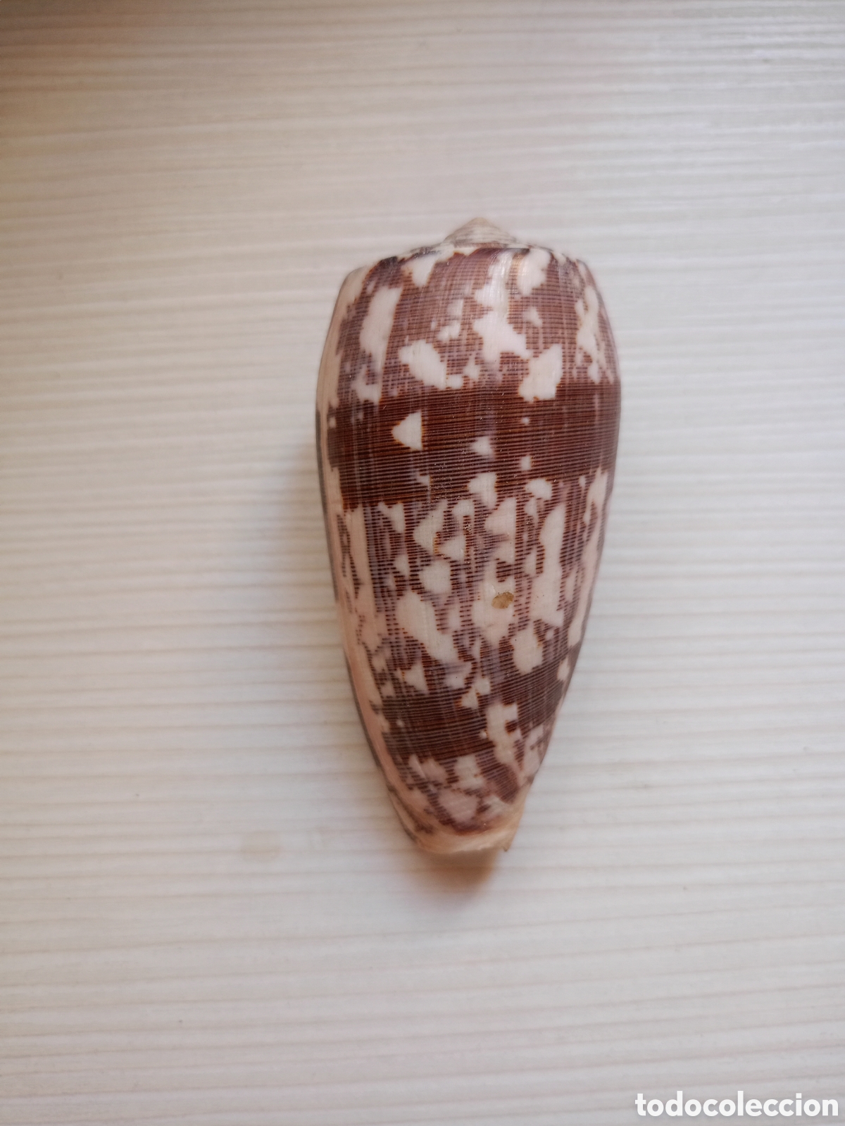 Coleccionismo de moluscos: Conus monachus molusco caracola - Foto 1