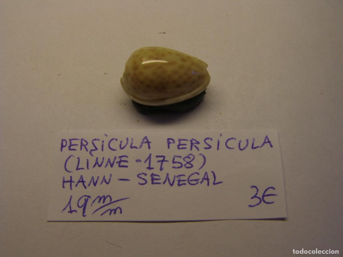 Coleccionismo de moluscos: Caracol snail shell persicula persicula. Senegal. - Foto 1