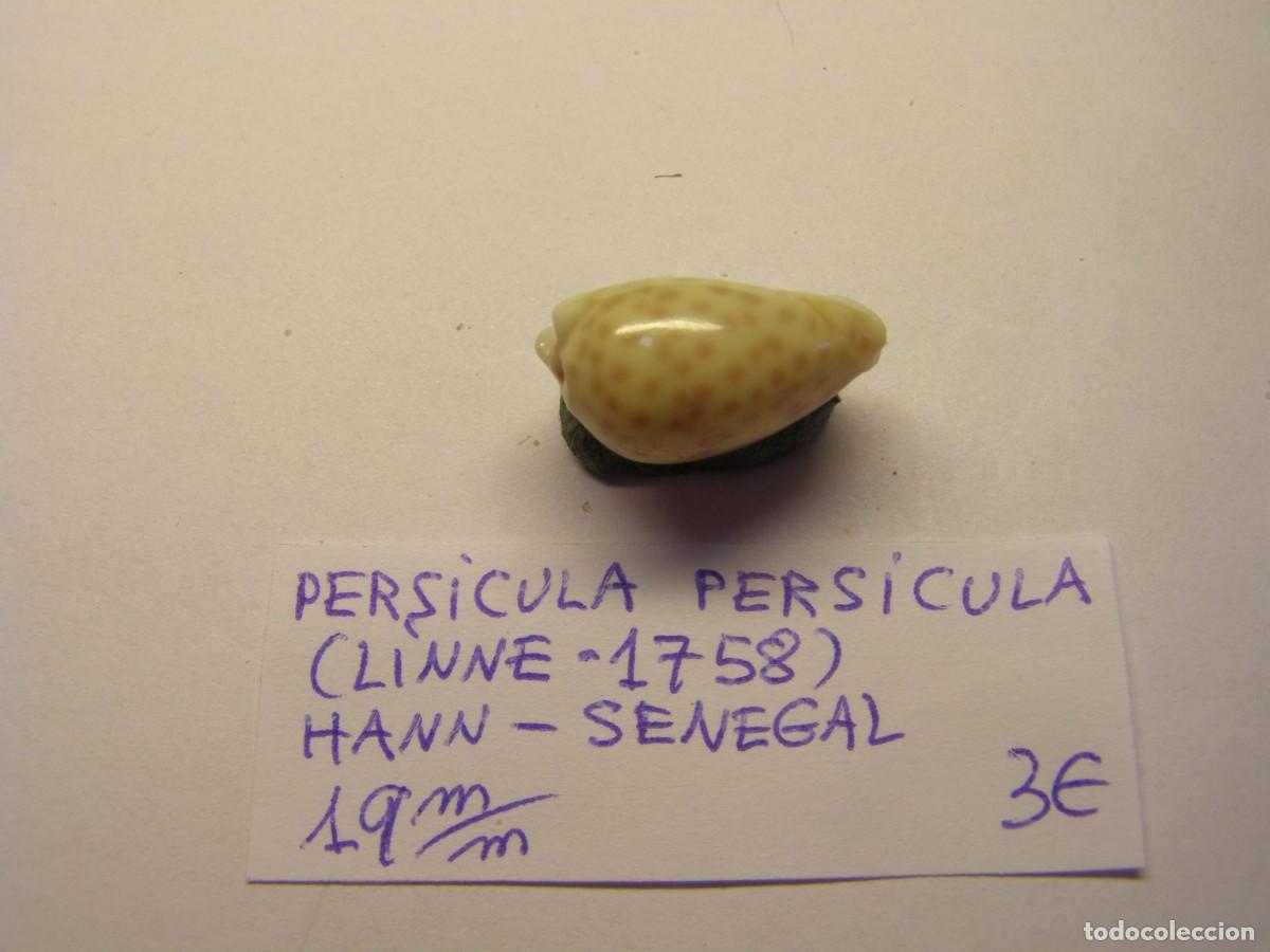 Coleccionismo de moluscos: Caracol snail shell persicula persicula. Senegal. - Foto 2