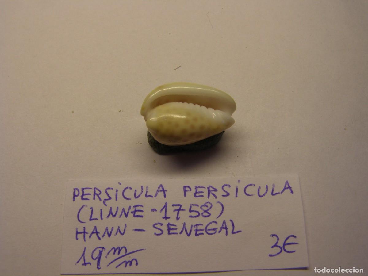 Coleccionismo de moluscos: Caracol snail shell persicula persicula. Senegal. - Foto 3