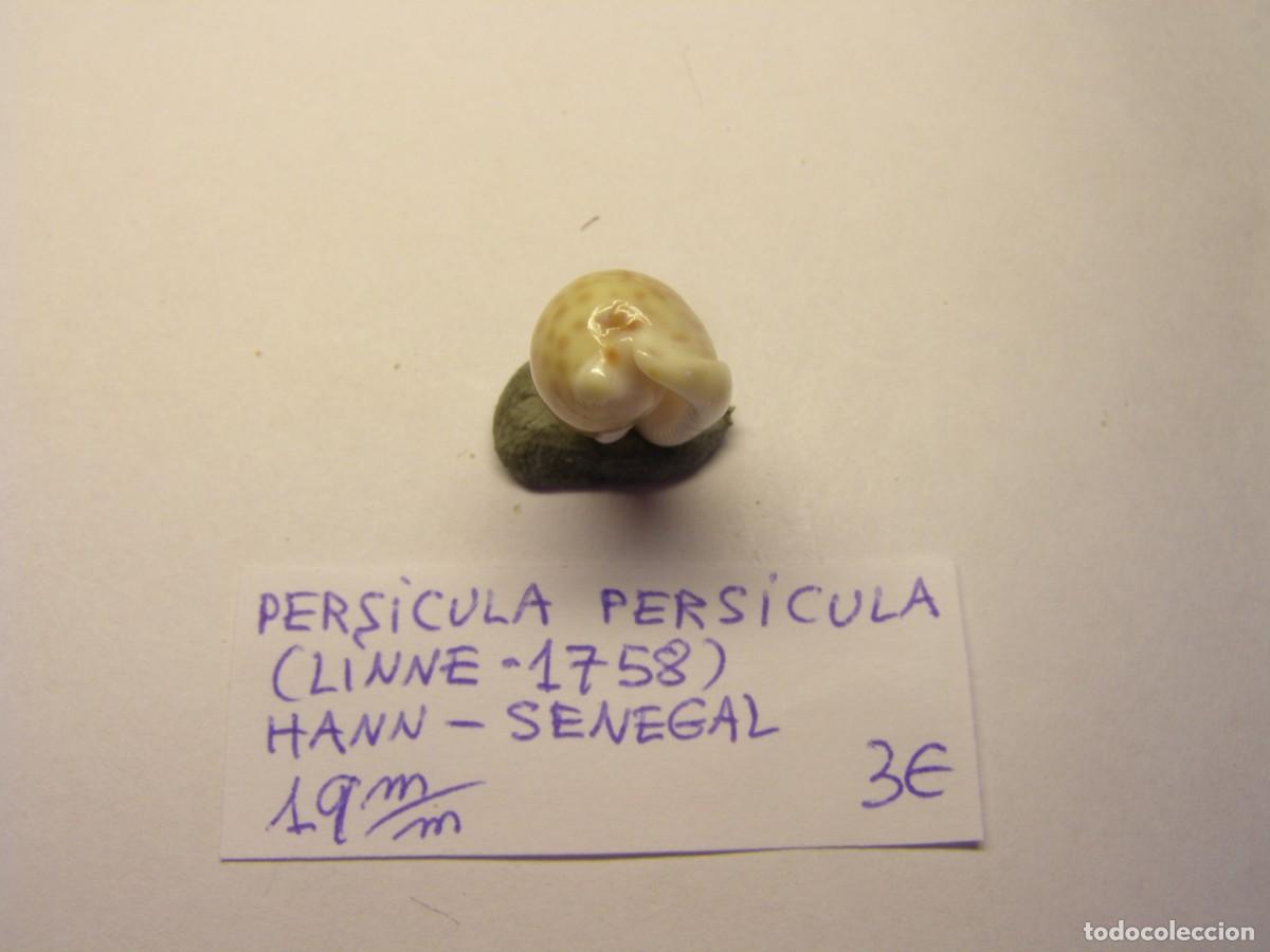 Coleccionismo de moluscos: Caracol snail shell persicula persicula. Senegal. - Foto 4