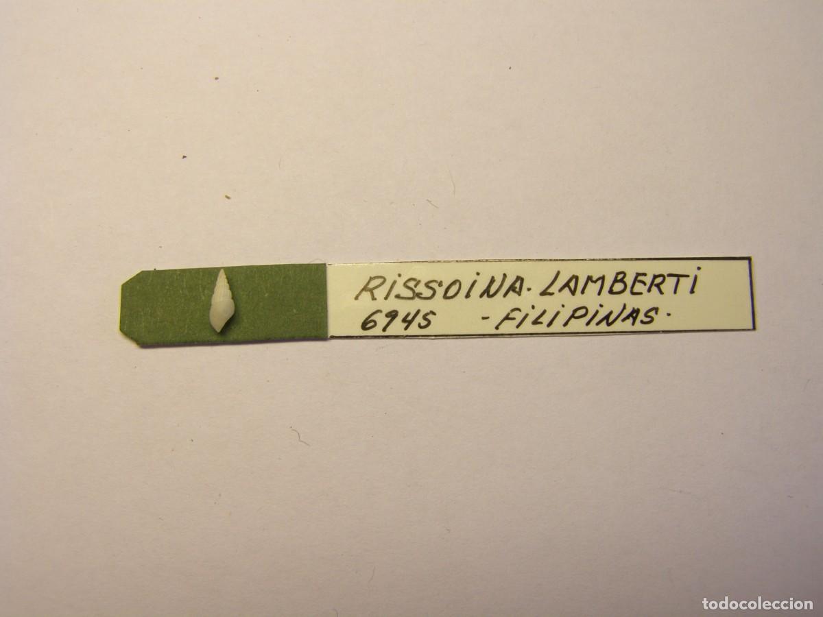 Coleccionismo de moluscos: Caracol snail shell rissoina lamberti. Filipinas. - Foto 1